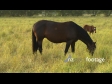 Horses Grazing 3242